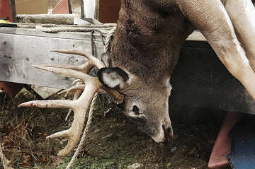 trailer hitch deer hoist
