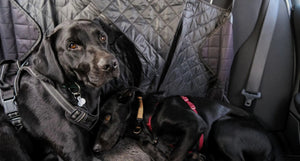 Pet Travel